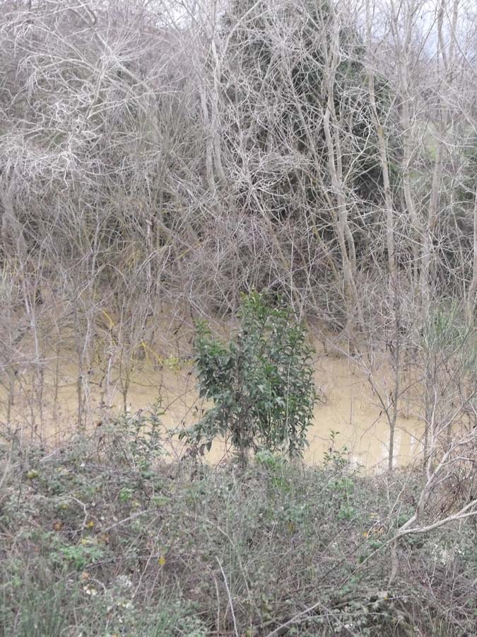 Ligustrum lucidum, ovvero esordio di un''invasione biologica